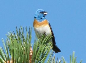 Lazuli Bunting